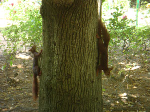 Campo Grande Valladolid