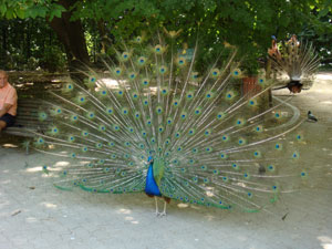 Campo Grande Valladolid